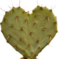 Cactus Heart White Background