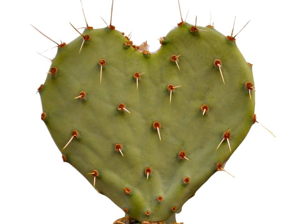 Cactus Heart White Background