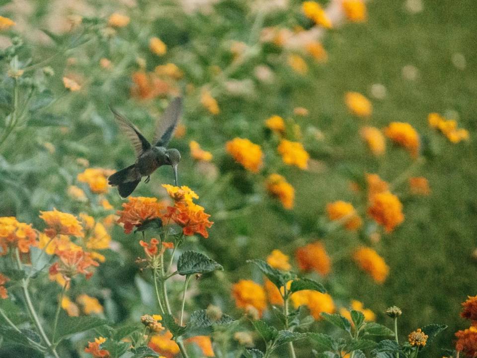 hummingbird with lantana