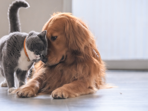 Golden retriever and small gray cat rubbing noses together