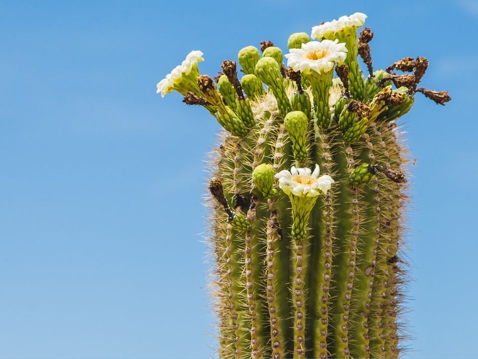 Saguaro cactus with white blooms against a blue sky background