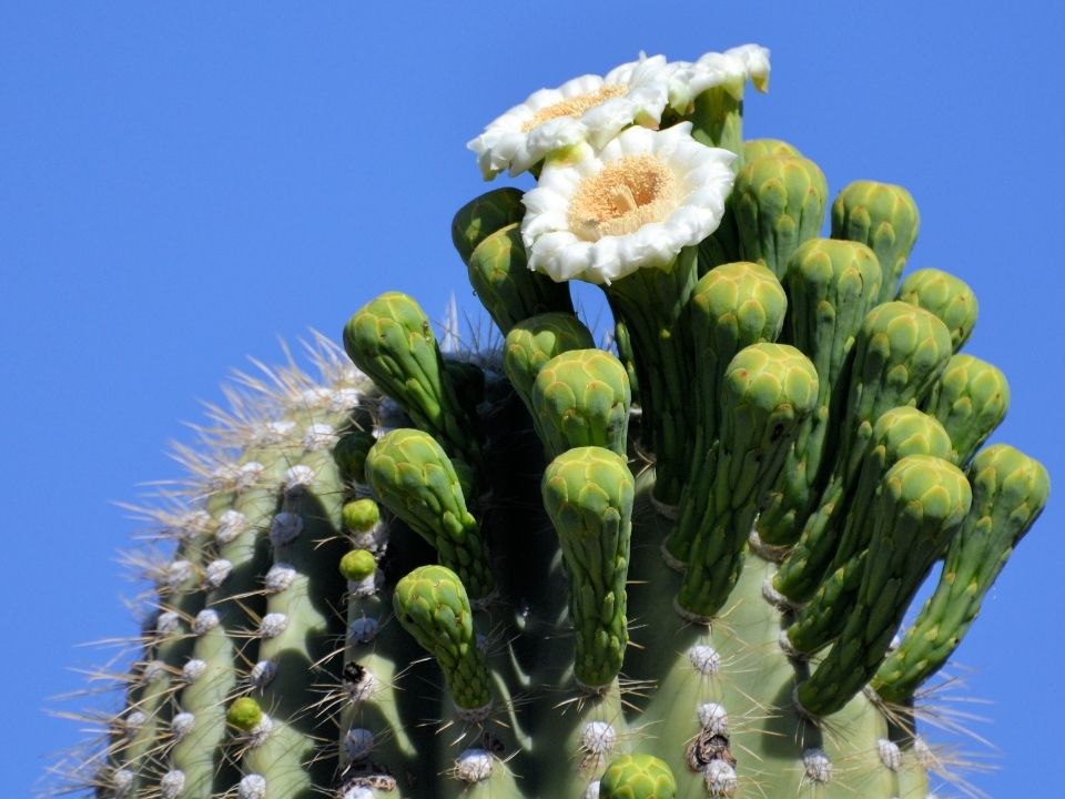 Saguaro cactus with white flowers blooming