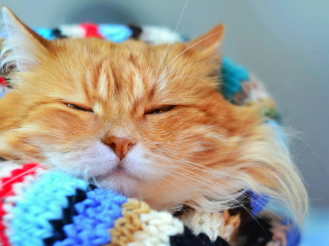 Orange cat sleeping on a colorful blanket