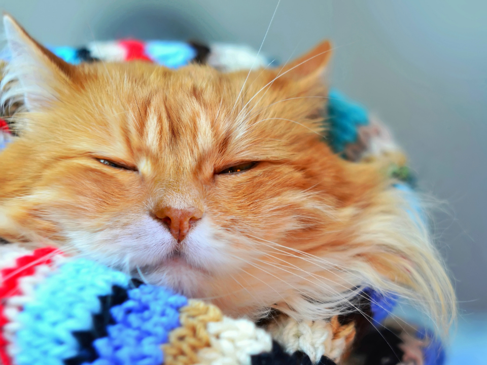 Orange cat sleeping wrapped up in a colorful knit blanket