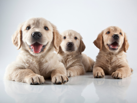 Three white lab puppies laying in front of a gray background
