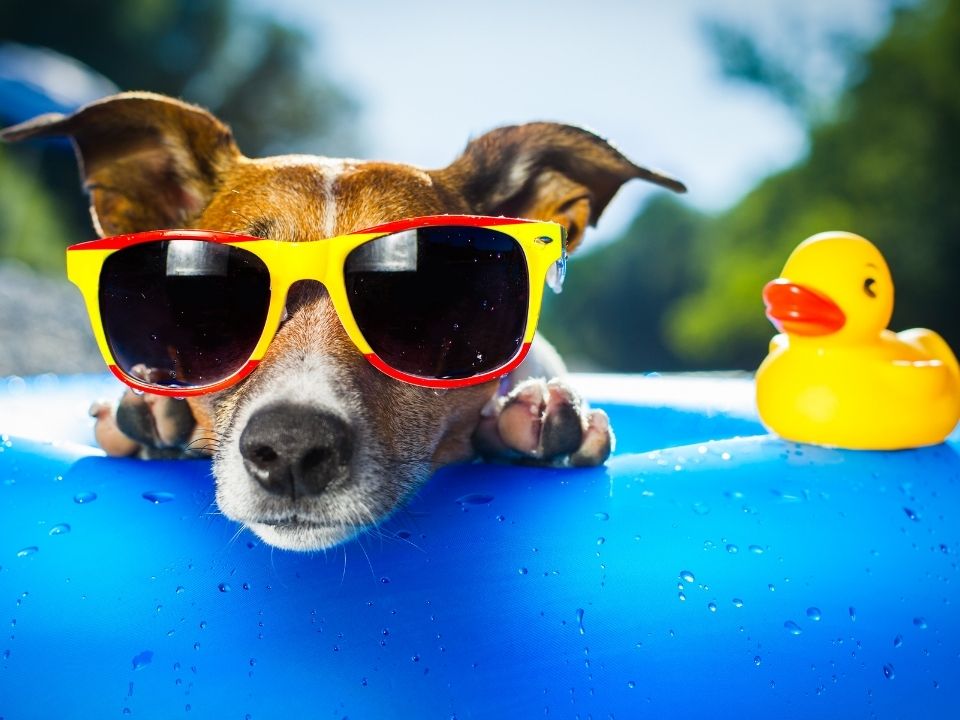 Dog wearing yellow sunglasses with a yellow duckie in a blue kiddie pool.