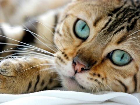 Tabby cat with bright green and blue eyes