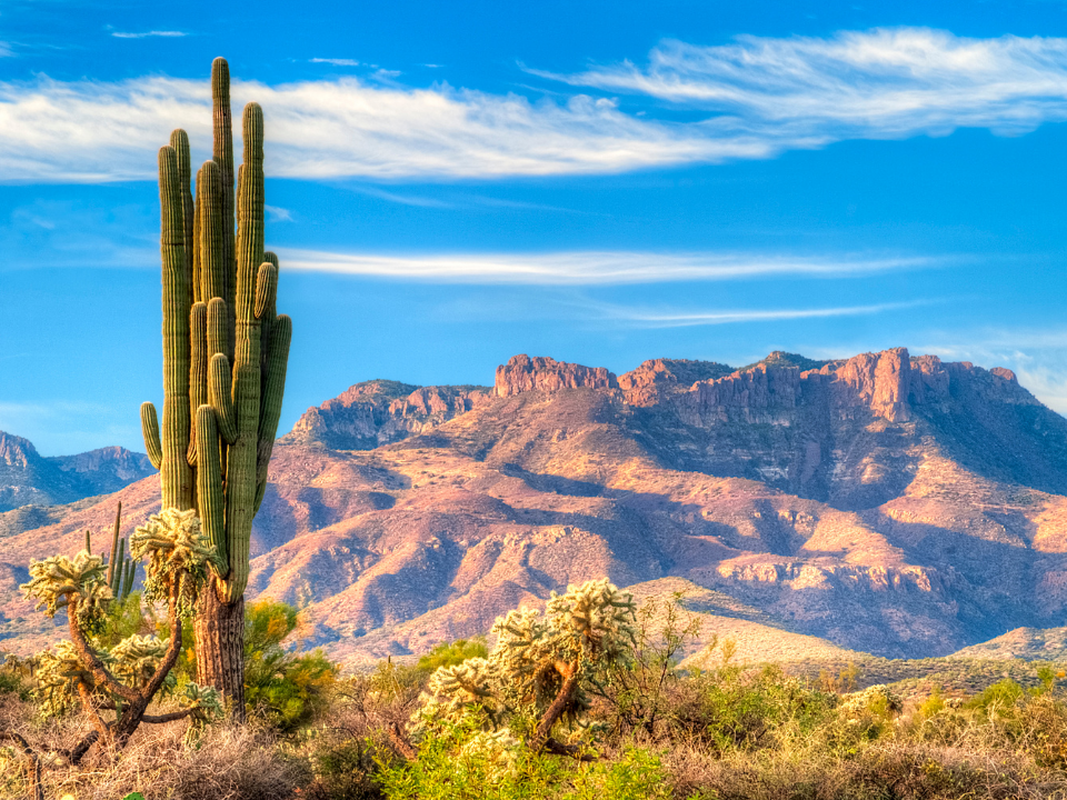 Desert scenery with mountains in the background and a large, tall saguaro featured.