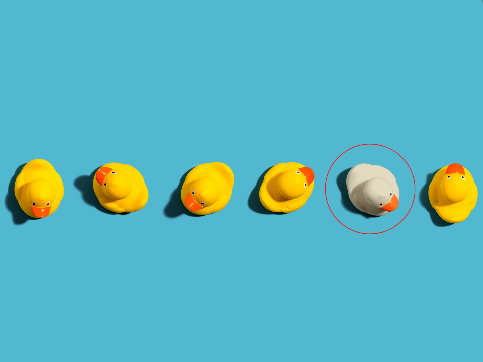 Row of yellow rubber ducks, with one white rubber duck circled.