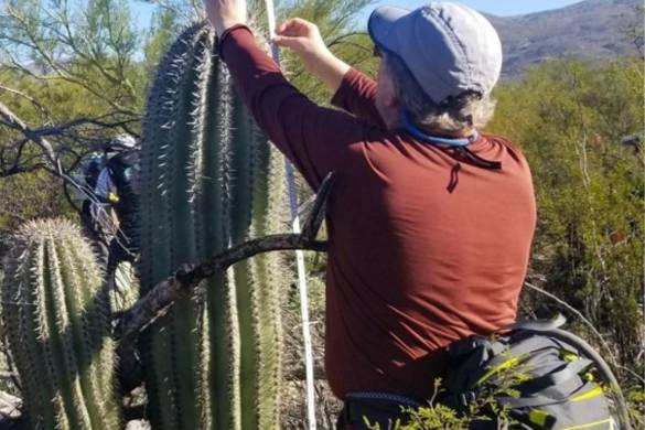 Person measuring the height of a cactus in the desert.