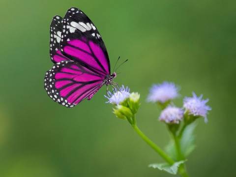 Pink and black butterfly sitting on a small white flower