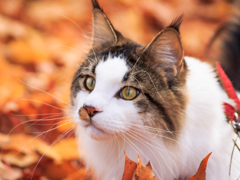 Brown and white cat sitting in a pile of bright red and orange fall leaves