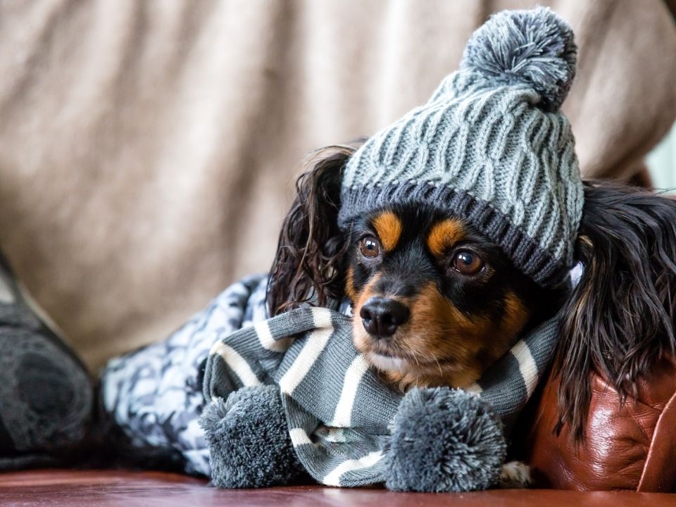Small brown and black dog wearing a sweater and winter hat