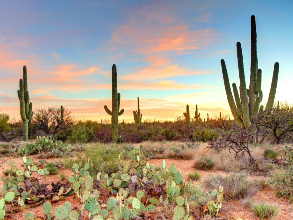 Photo of the desert with cacti and a sunset in the background