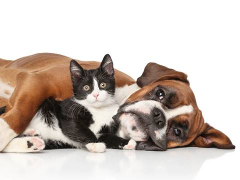 Dog and kitten.