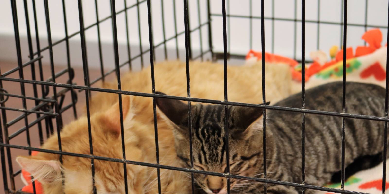 Two kittens sleeping in a cage.