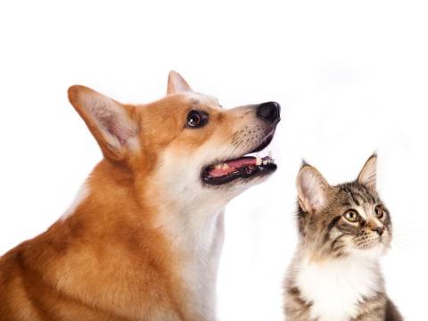 Dog and cat.