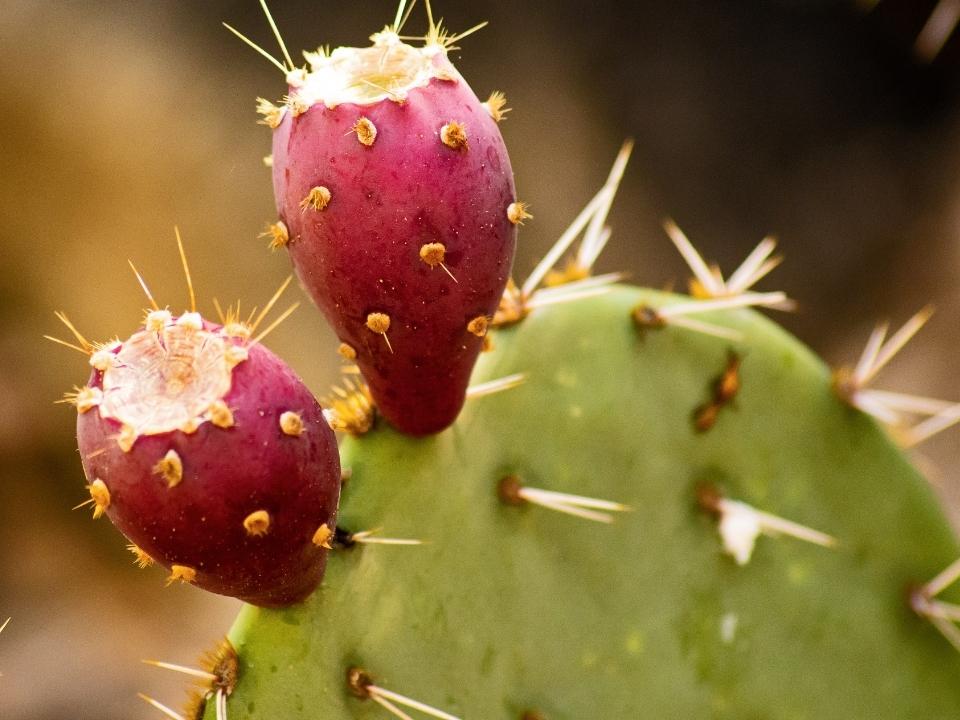 Red cactus pears growing from cactus.