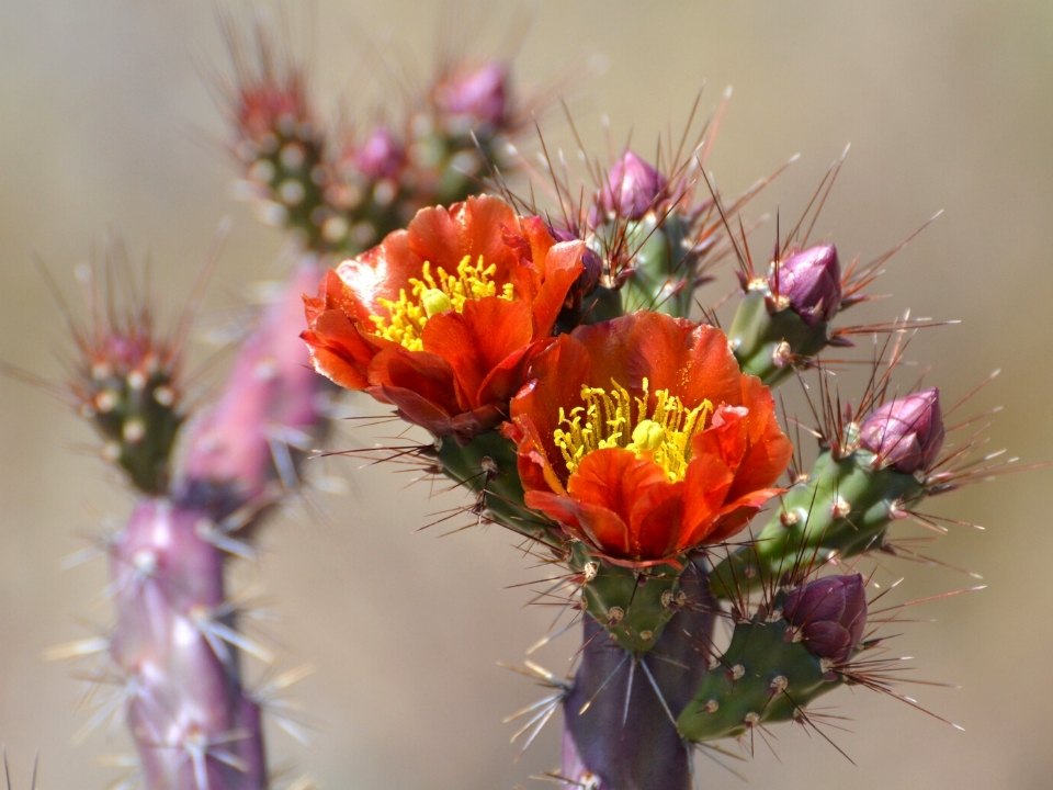 Flower blooming on a cactus