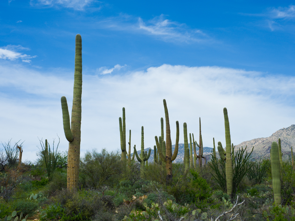 Cacti in the desert.