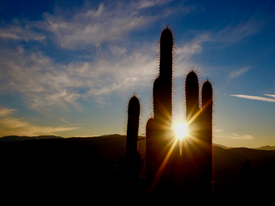 Photo of saguaros at sunset with the sun peeking out.