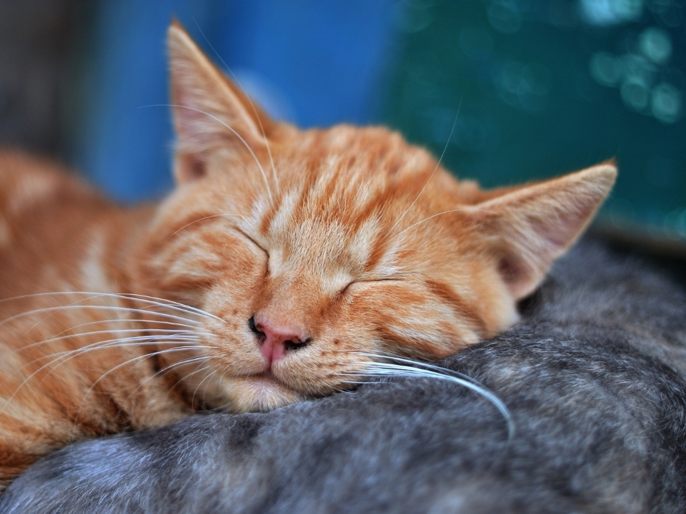 Orange cat sleeping.