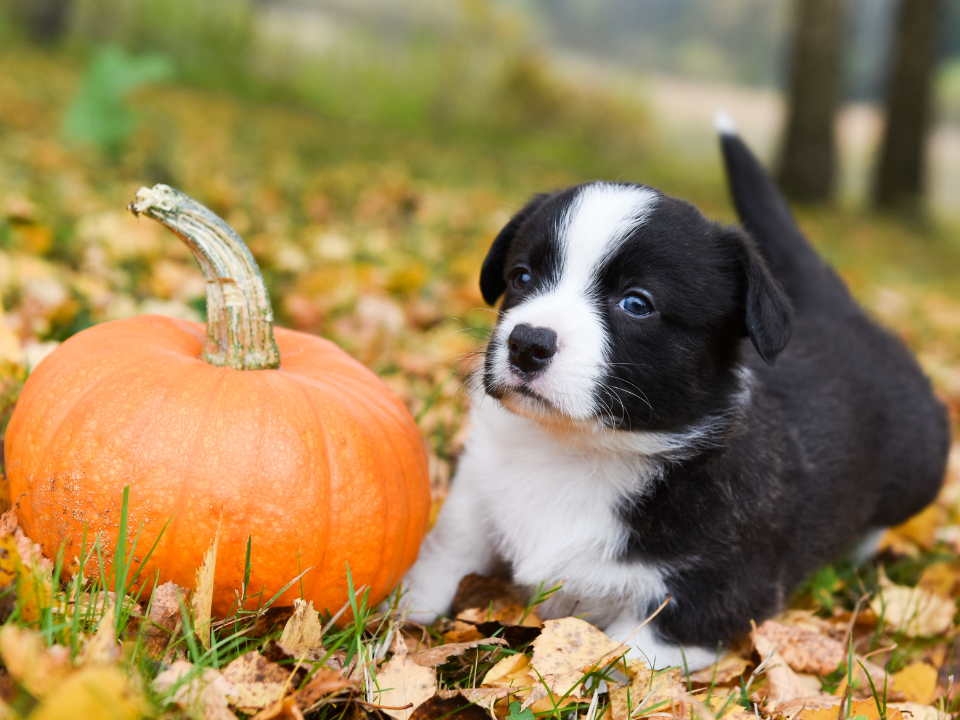 Pet Resource Specials for October 2022 - Community Foundation for ...