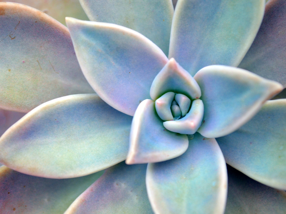 Succulent flower.