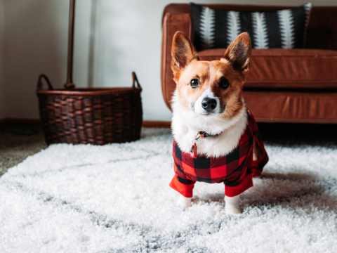 Dog wearing a flannel jump suit.