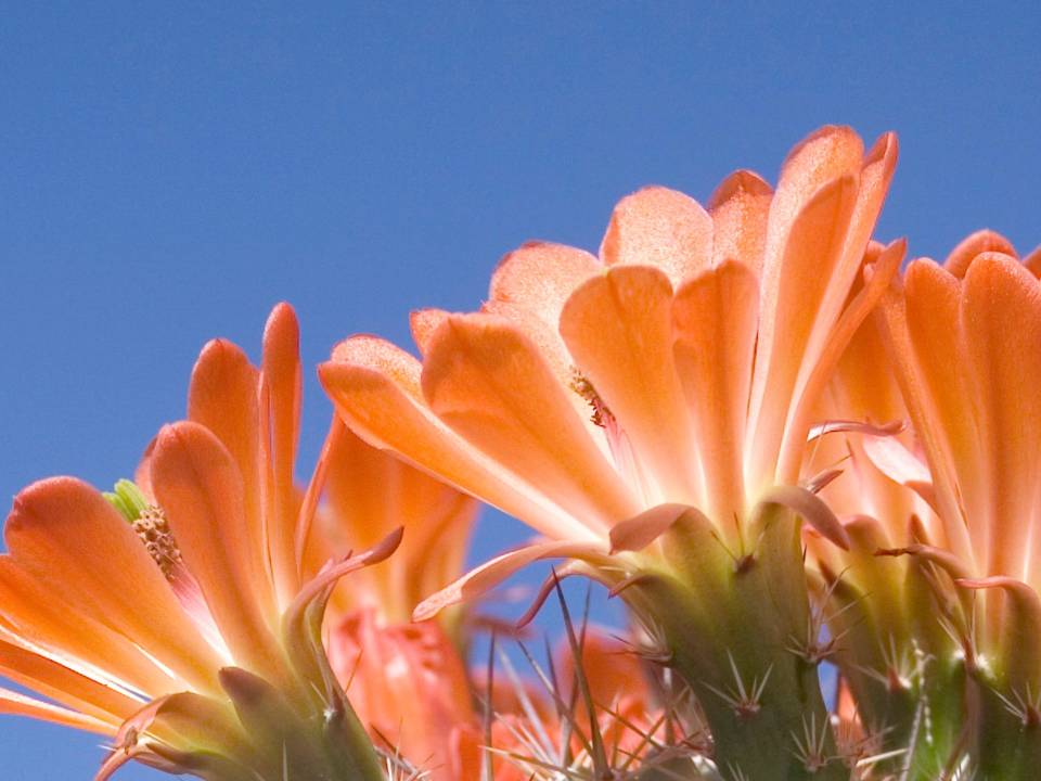 Flowers blooming
