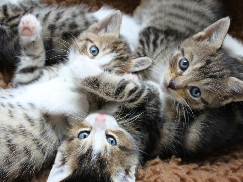 Three kittens.