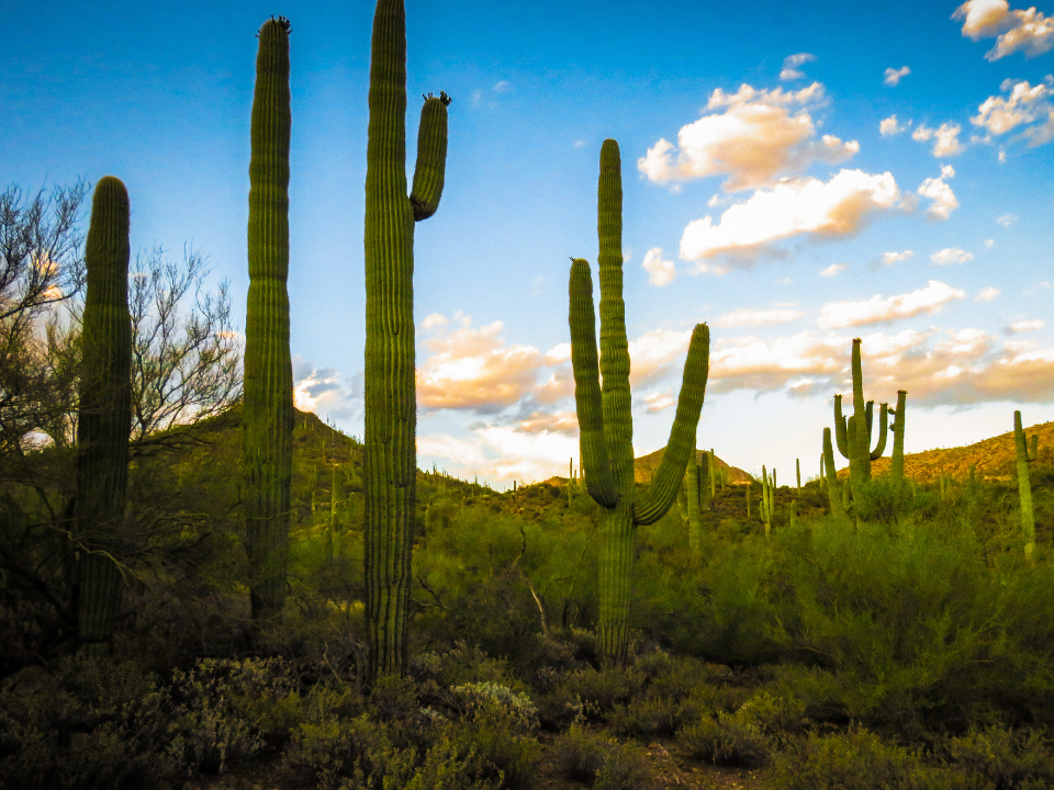 Cactus in the desert.