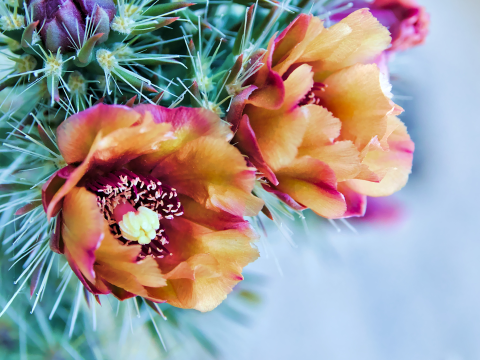 flower.