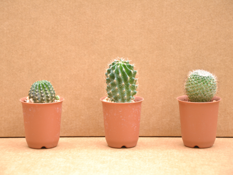 three cactuses in pots