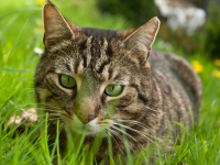 Pet Resource Specials for May 2023