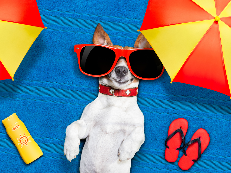 A dog wearing large red sunglasses laying on his back