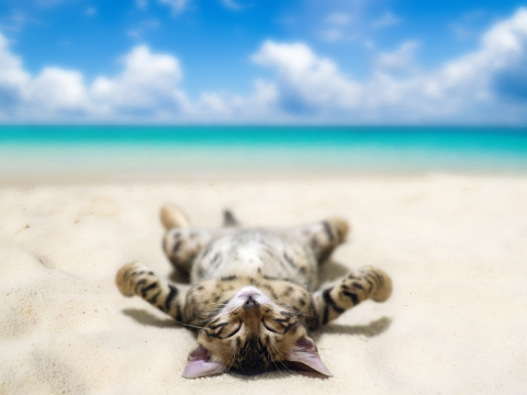 Image of a kitten laying on its back on the beach