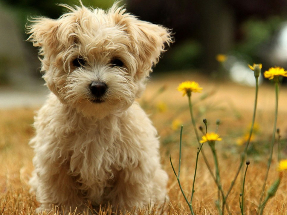 A fluffy nude dog looking at the camera with sun flowers around him.