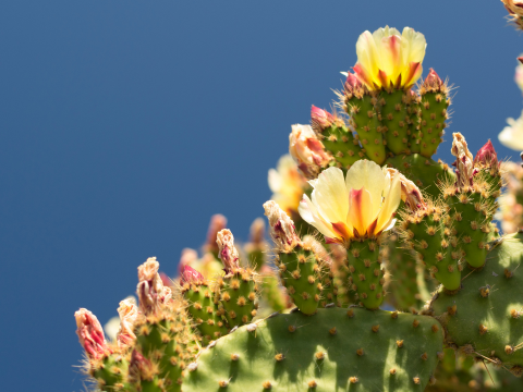 Image of a flower on a cactus