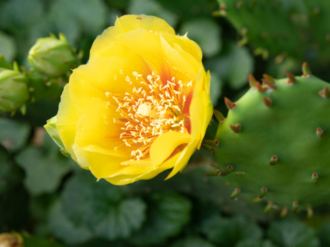 a yellow flower bloom from a cactus.