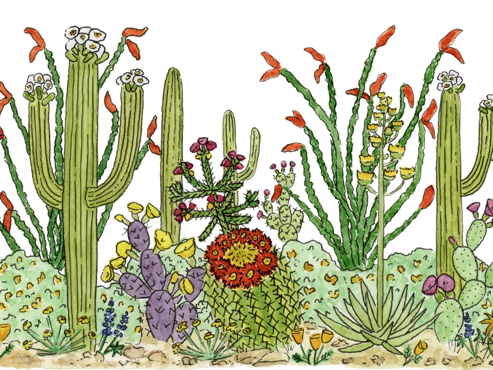 Artwork of cactuses and flowers