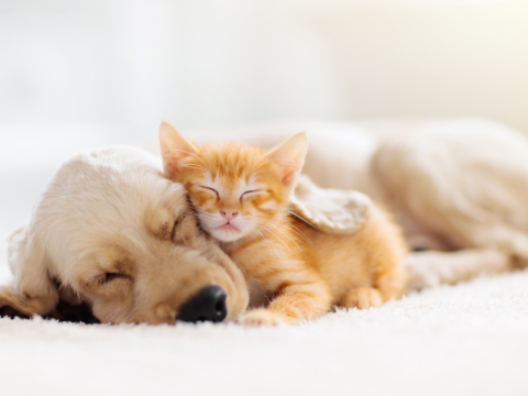 A dog and kitten cuddling while sleeping.
