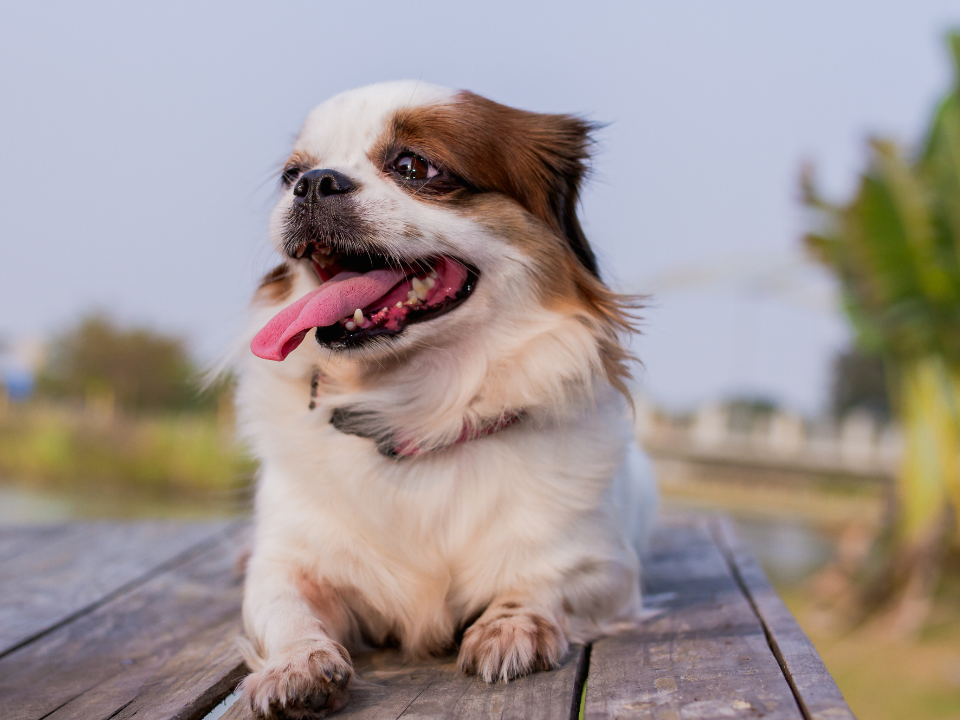 A dog sticking his tongue out while being outside