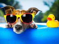 The Pima Alliance for Animal Welfare Initiative Sunsets in July 2025
