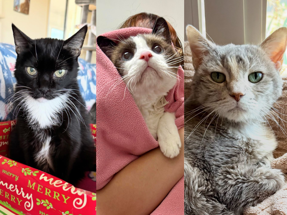 Three cats that have been cared for at Hearts That Purr.