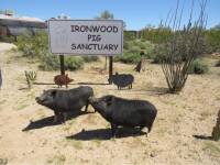 Pot-Bellied Pigs Find Safe Haven at Sanctuary North of Marana