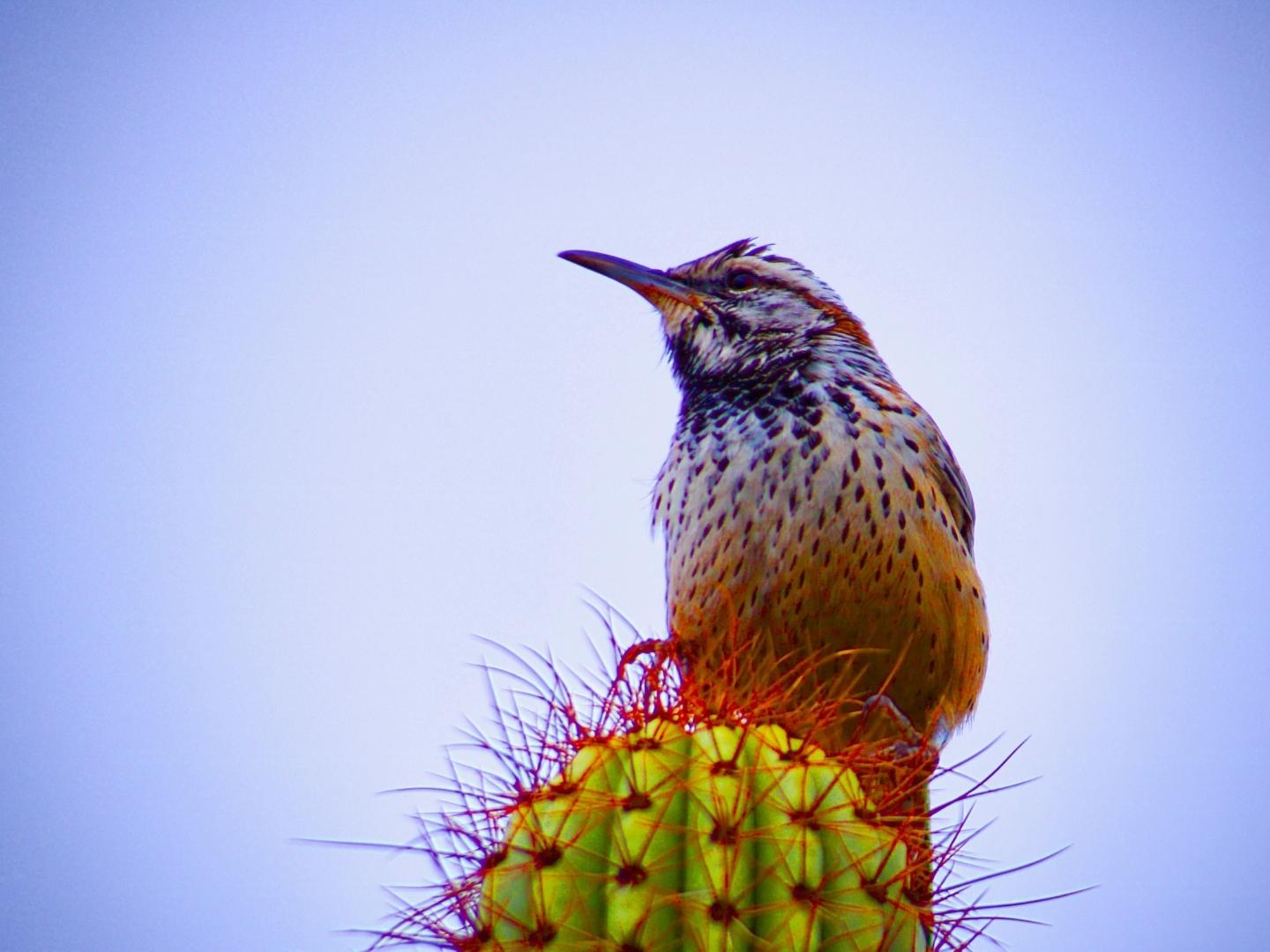 Open A Donor Advised Fund Community Foundation For Southern Arizona for What Is A Donor Advised Fund For Individuals