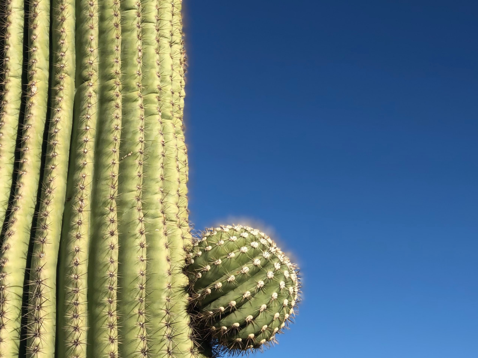 Saguaro cactus with blue sky background