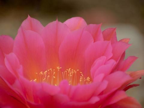 Pink Cactus Flower