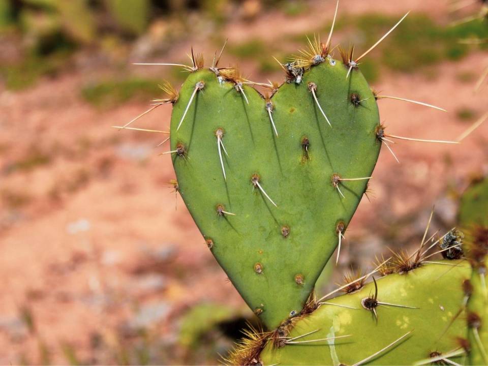Cactus Heart Brown Background